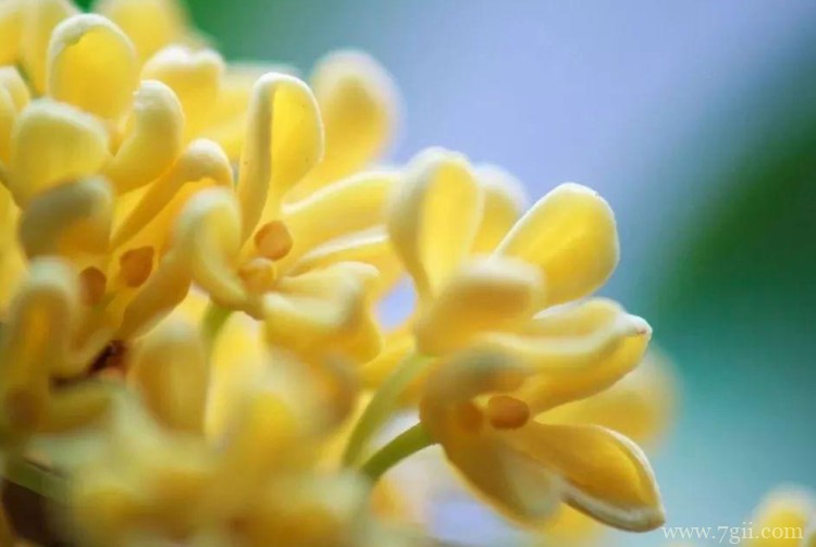 日照市的市花是什么？