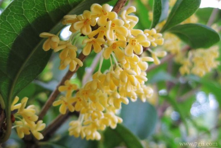 日照市的市花是什么？