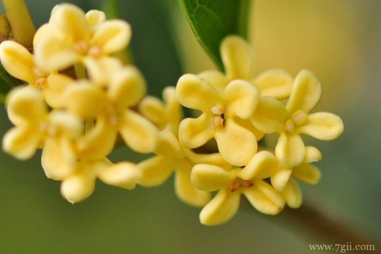 日照市的市花是什么？