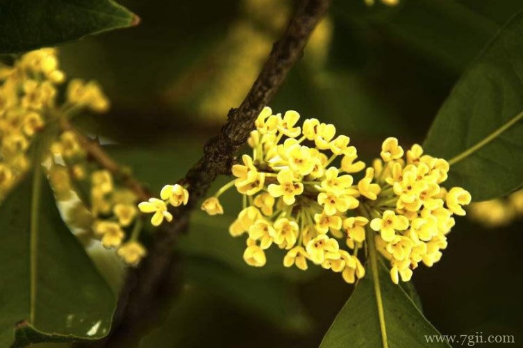 日照市的市花是什么？