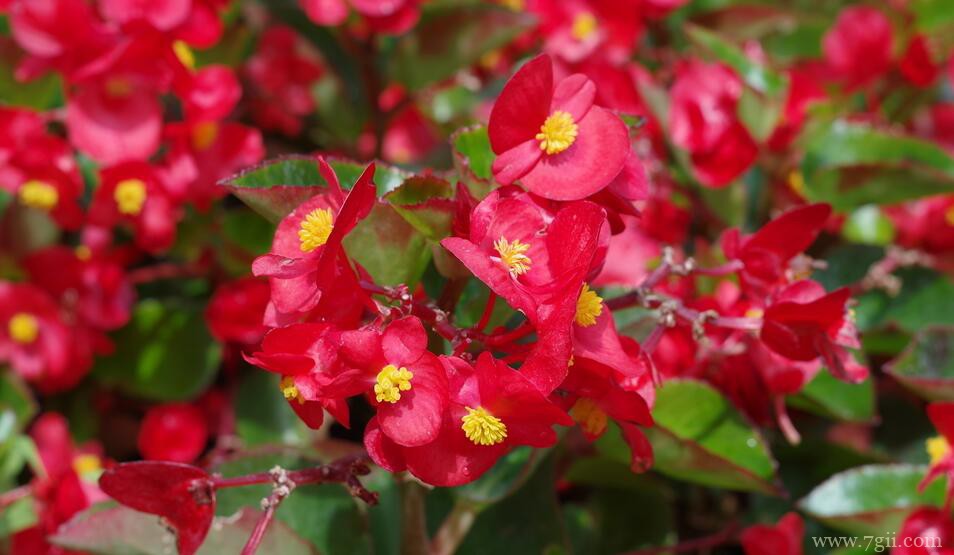 四季海棠可以地栽吗？四季海棠怎么地栽？