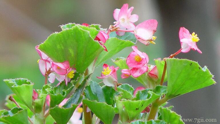 四季海棠叶子弯曲发干怎么办？