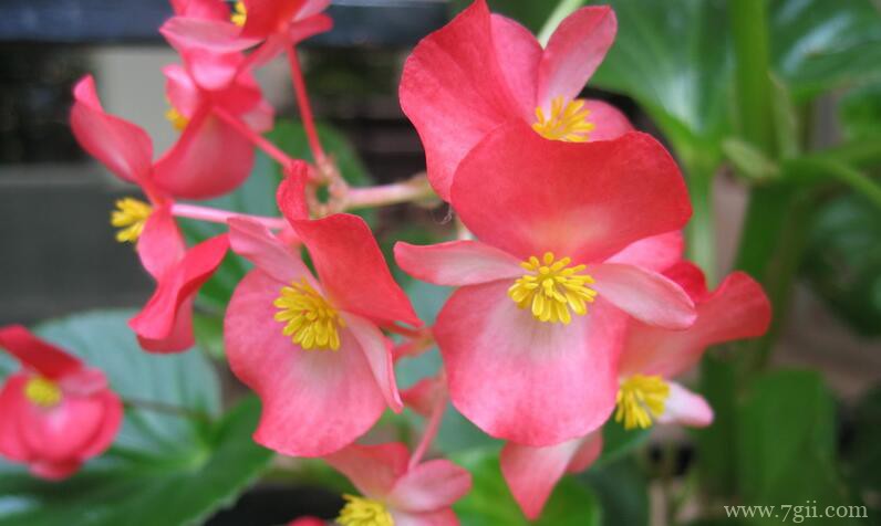 四季海棠可以养多久？四季海棠可以养1～2年