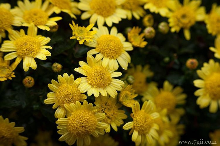 德州市的市花是什么？