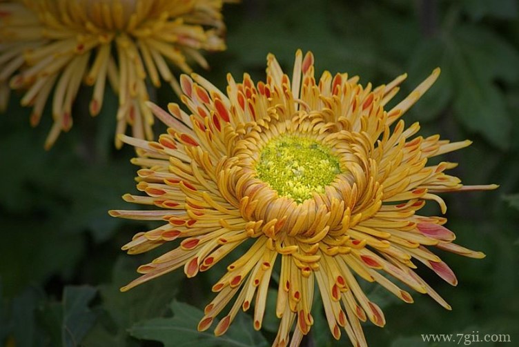 德州市的市花是什么？