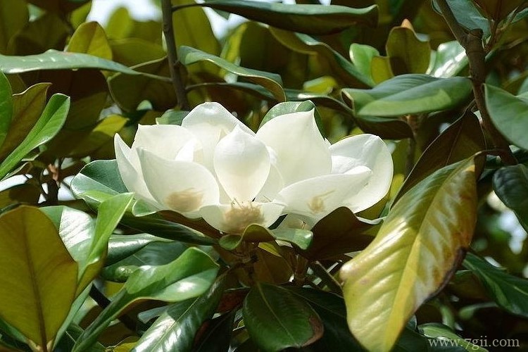 德州市适合养什么花？