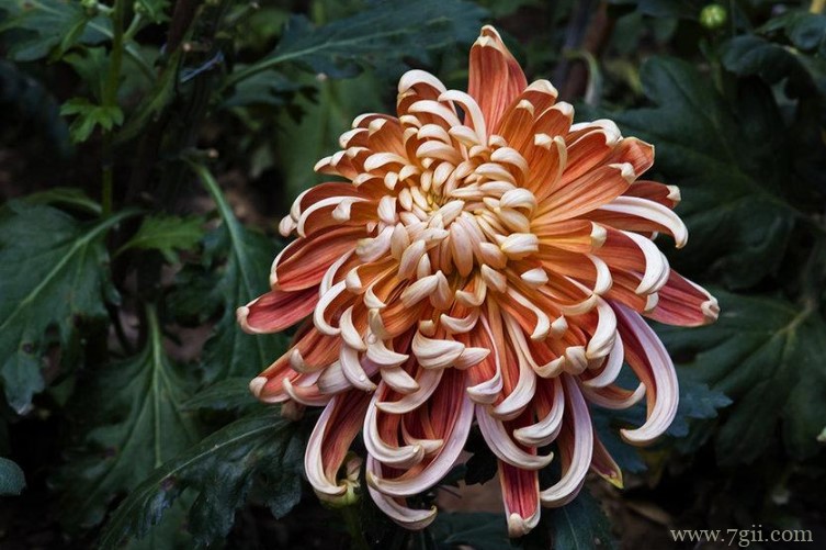 德州市适合养什么花？