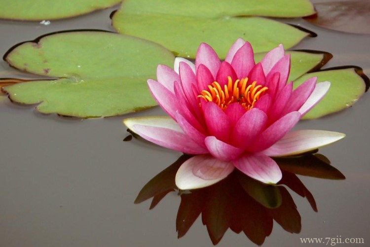 德州市适合养什么花？