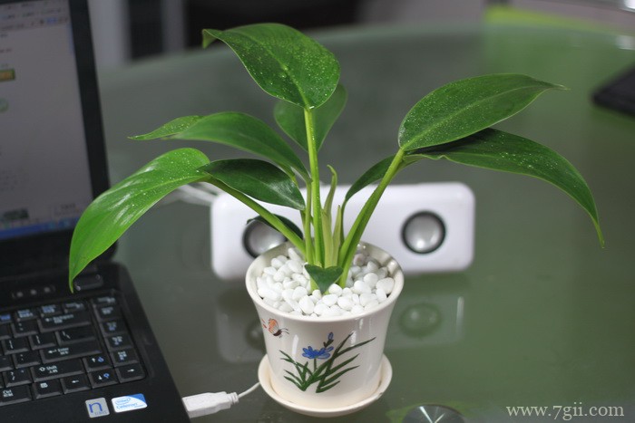 大叶金钻可以在室内养殖吗？