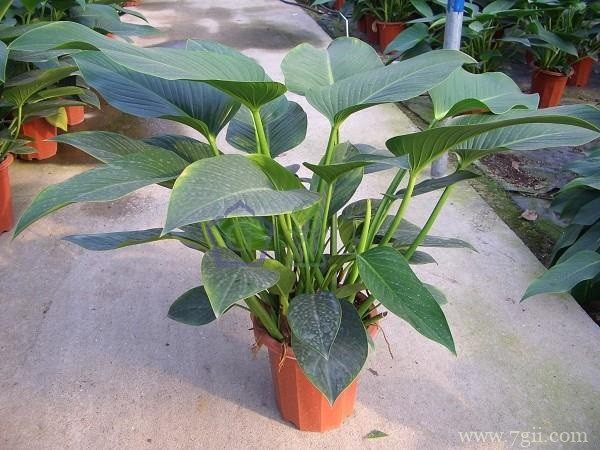 金钻叶片发黄的原因