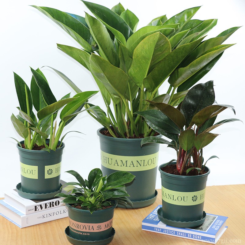 一盆金钻多少株金钻？