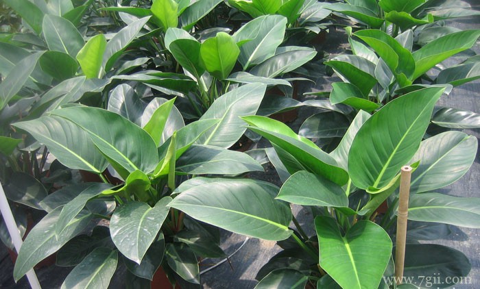 一盆金钻多少株金钻？