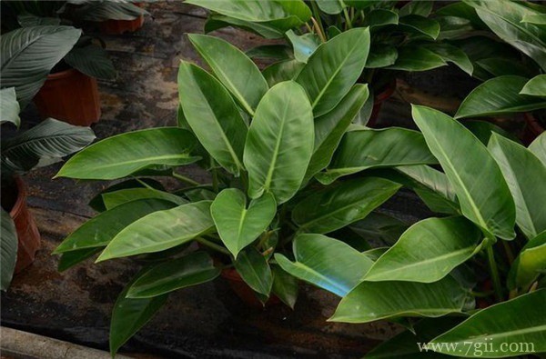 金钻怎么养？金钻的养殖方法和技巧