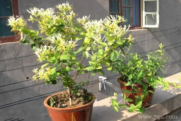 金银花枯死怎么办？