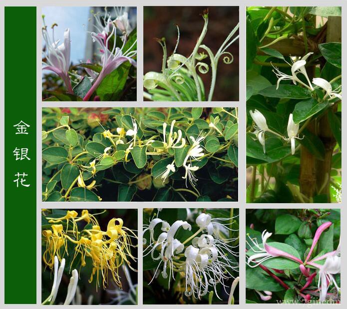 金银花适合种植在哪里？