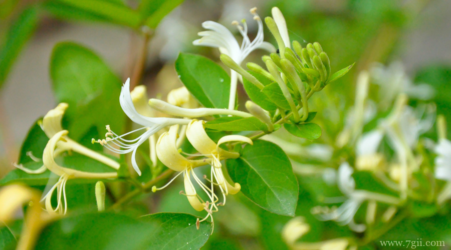金银花怎么保鲜？金银花的保鲜方法