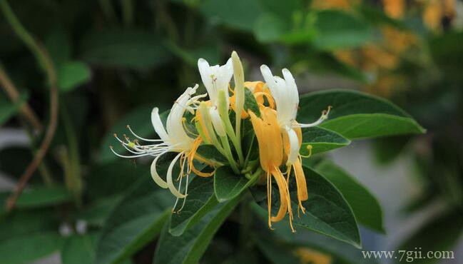 刚采摘的金银花如何处理？