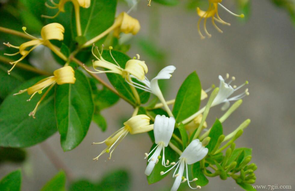 金银花好养吗？金银花的养殖方法