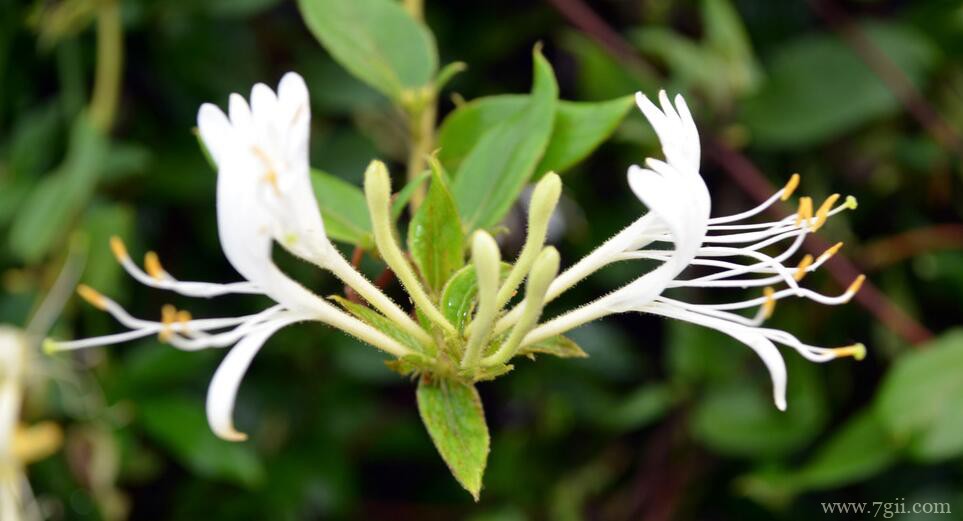 金银花采摘以后怎么养护？