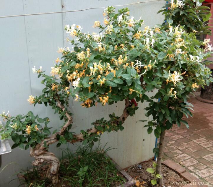 金银花怎么扦插？金银花的扦插方法和时间