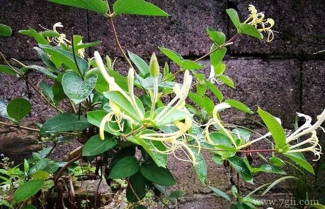 金银花怎么种植？金银花的种植技术详解