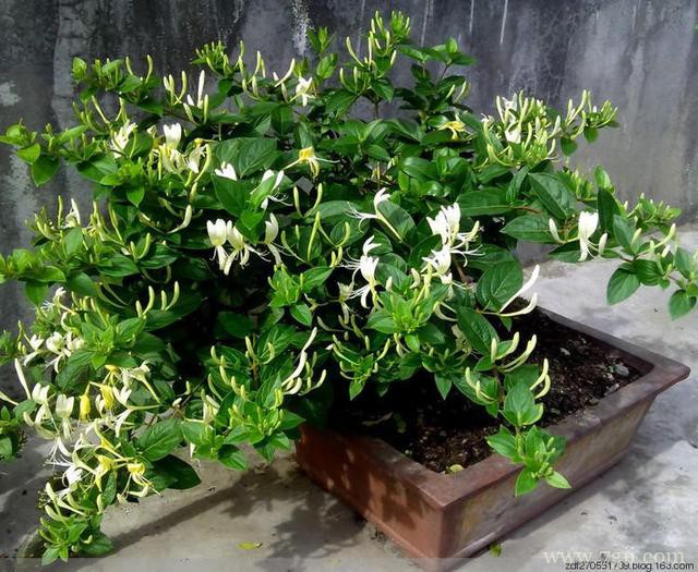 金银花怎么矮化？金银花的矮化方法