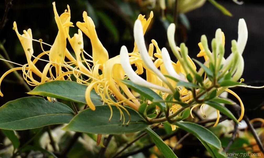 金银花夏天可以种植吗？