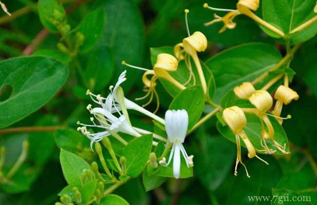 金银花种子怎么种植？金银花种子种植方法