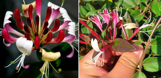 金银花什么时候移栽？金银花的移栽方法