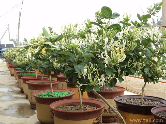 金银花如何养成老桩？金银花养成老桩的方法