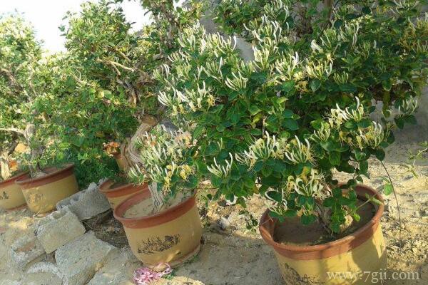 秋季金银花怎么浇水？秋季金银花的浇水方法