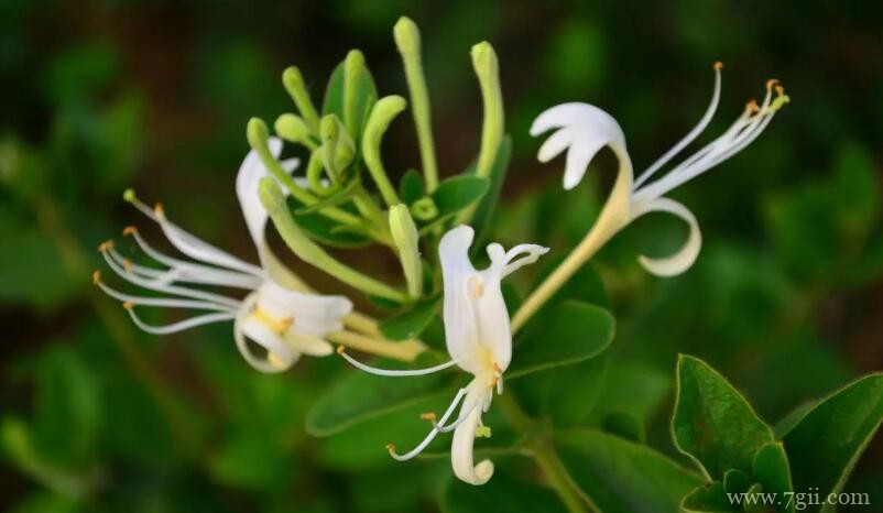 夏天怎么养护金银花？夏天养护金银花的方法