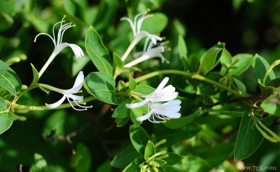 夏天怎么养护金银花？夏天养护金银花的方法