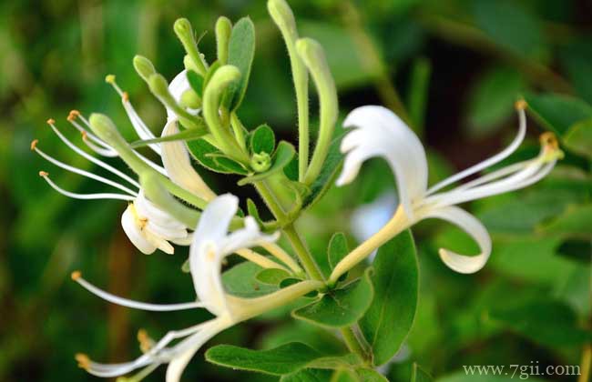 盆栽金银花好养吗？金银花养殖5大要点