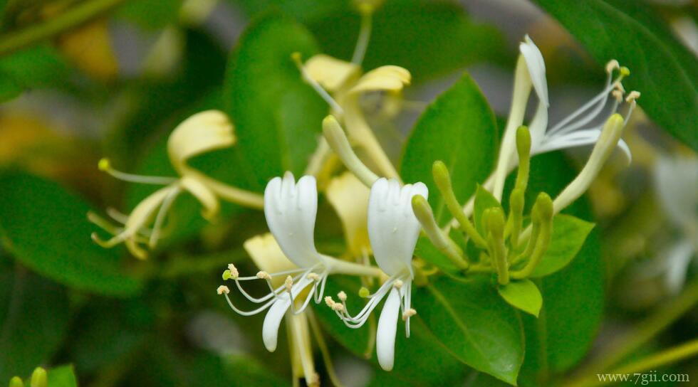 金银花怎么种植？春秋季节种植成活率最高