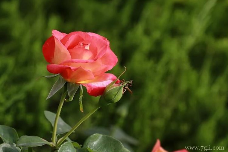 太仓市的市花是什么？