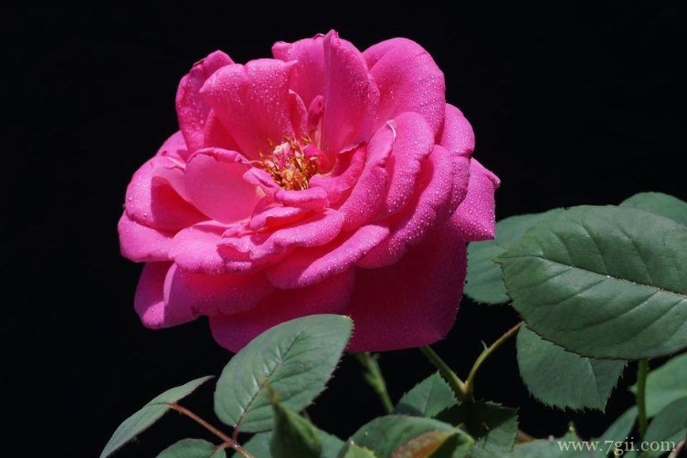 太仓市的市花是什么？