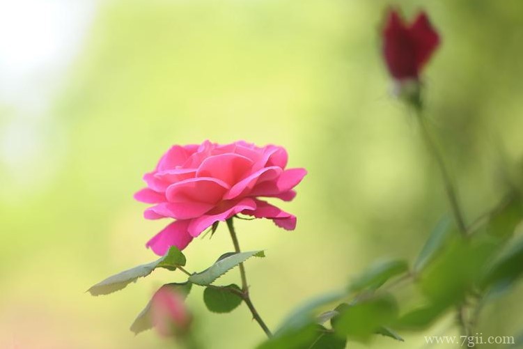 太仓市的市花是什么？