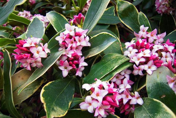 南昌市的市花是什么？