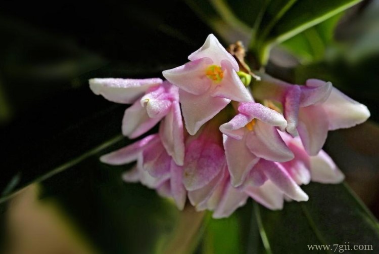 赣州市的市花是什么？