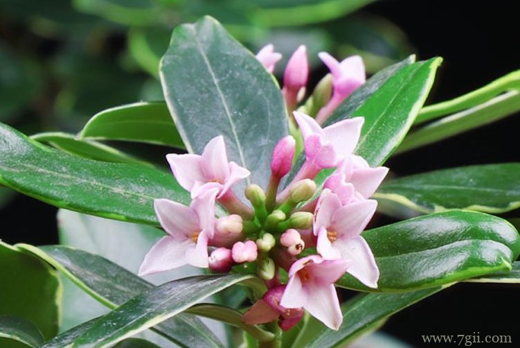 赣州市的市花是什么？