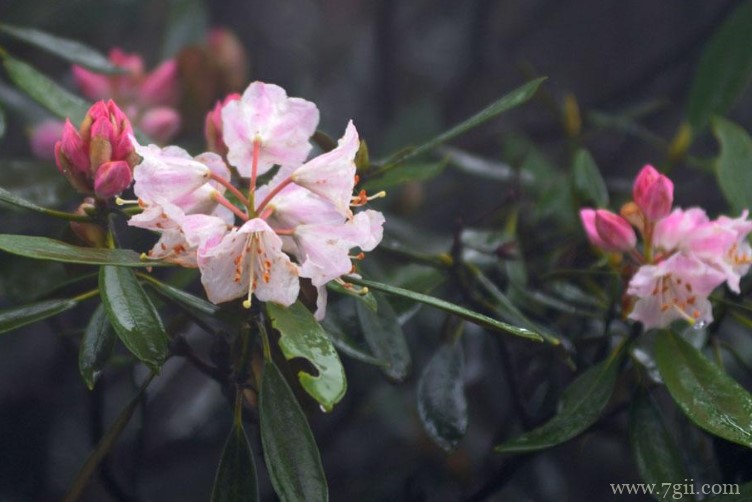 上饶市的市花是什么？