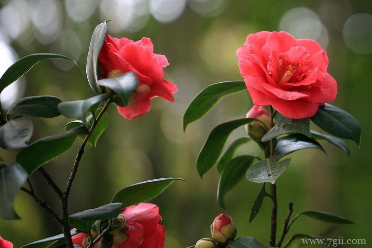 上饶市的市花是什么？