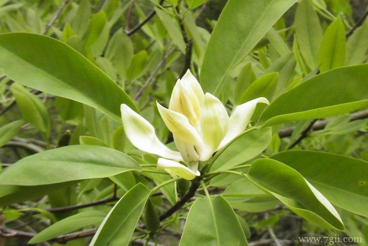 宜春市的市花是什么？