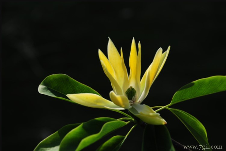 宜春市的市花是什么？