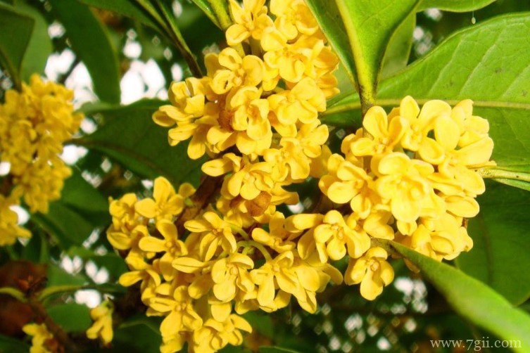 宜春市的市花是什么？