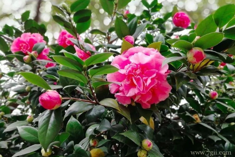 景德镇市的市花是什么？