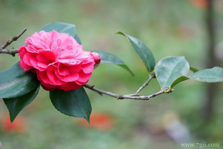 景德镇市的市花是什么？