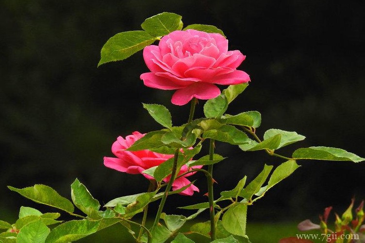 新余市的市花是什么？