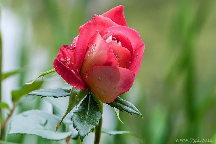 新余市的市花是什么？